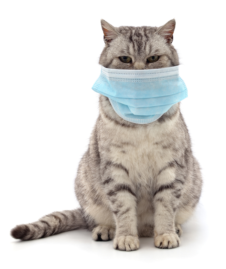 sequential messaging CAT